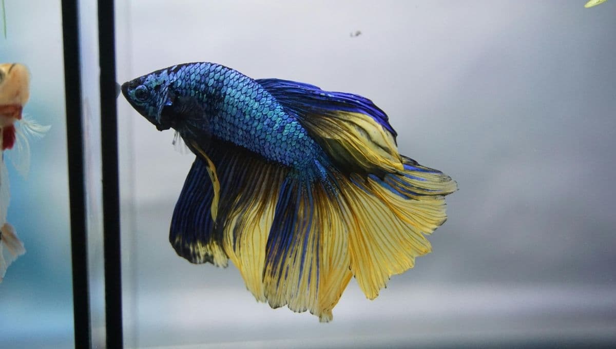 Peces Betta: ¿por qué no debes ponerlos frente a un espejo?