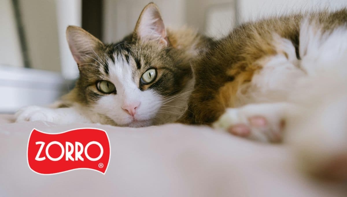 Los sobres para gato de Purina Cat Chow que tienen oferta en el Zorro Abarrotero