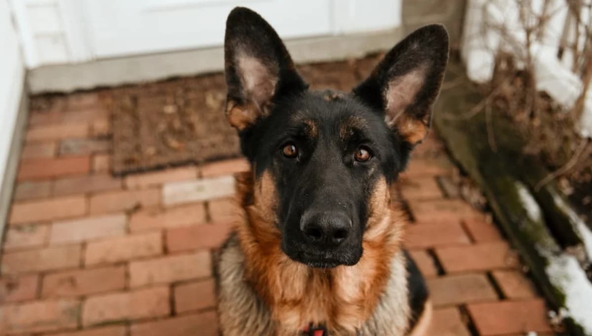 Descubre por qué los perros de la calle orinan tu puerta