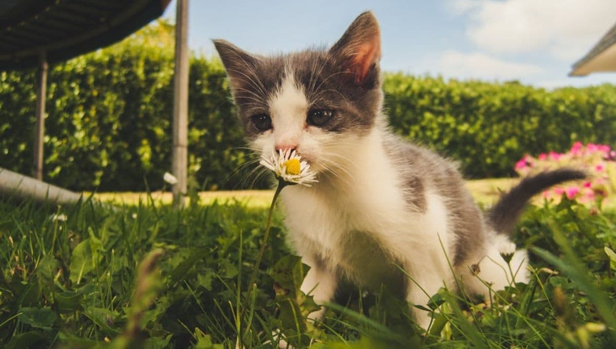 Nombres para gatos con Letra "A": originales y bonitos