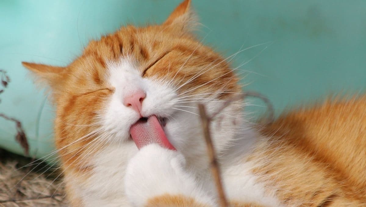 Así puedes mantener a tu gato limpio sin bañarlo