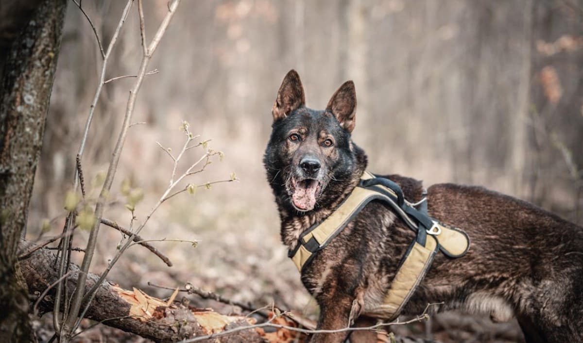 Nombres de perros policías con significado de protección y obediencia