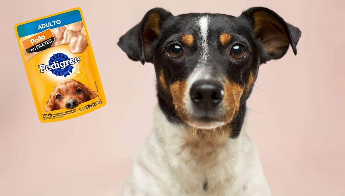 ¿Qué tan buenos son los sobres Pedigree para perro?
