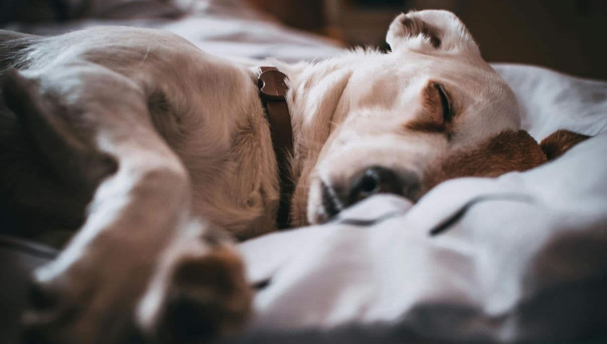 Top 8 razas de perros flojas y dormilonas; no hacen travesuras