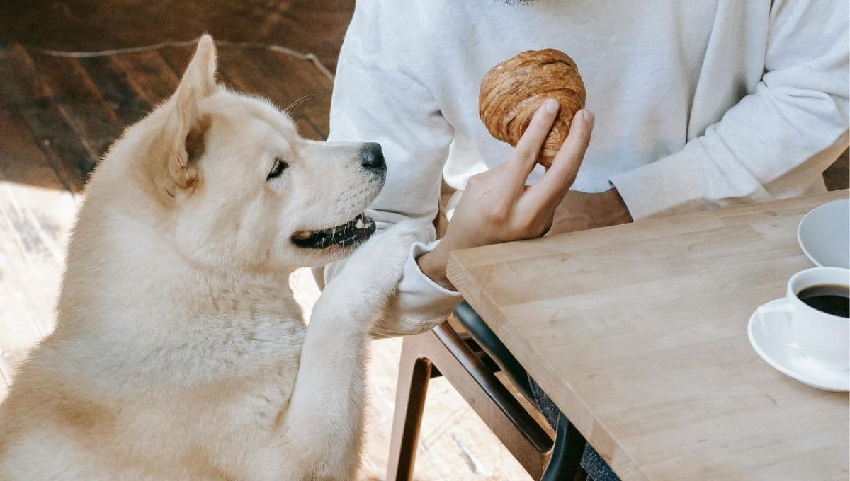 Los peligros que tiene darle de comer sobras a tu perro