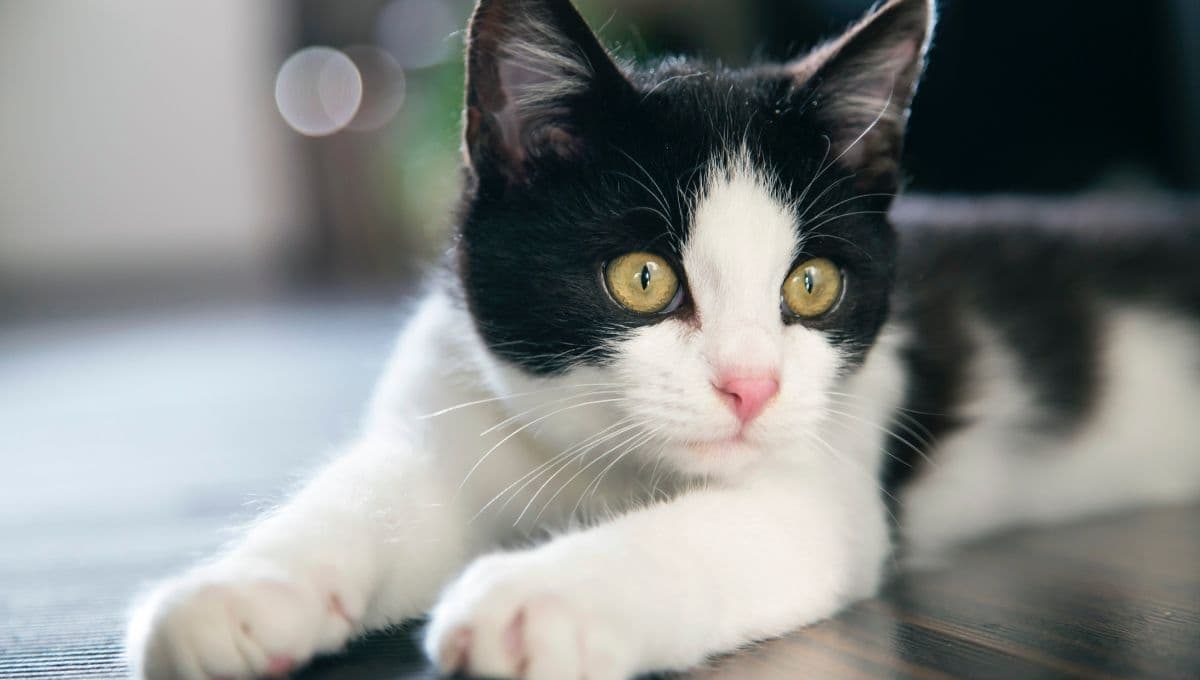 Aprende a elegir la arena del gato: 3 cosas que debes tomar en cuenta al comprarla