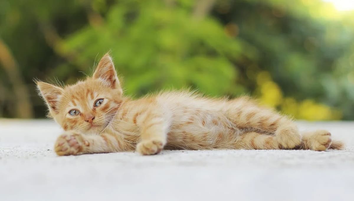 Esta es la edad a la que dejan de crecer los gatos