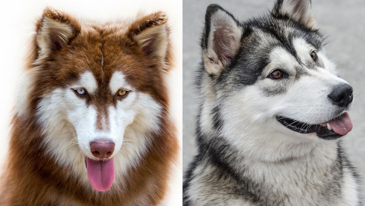 ¿Cuál es la diferencia entre un perro Alaska y un Husky?
