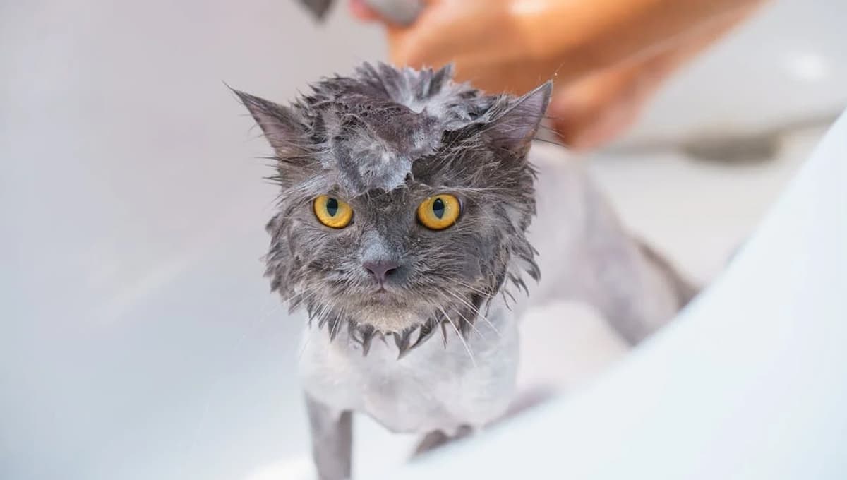 Descubre cada cuánto se baña a un gato