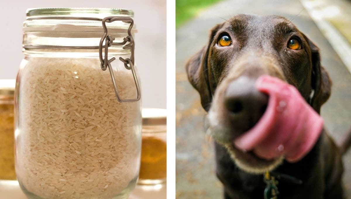 ¿Qué tan bueno es el arroz para los perros?