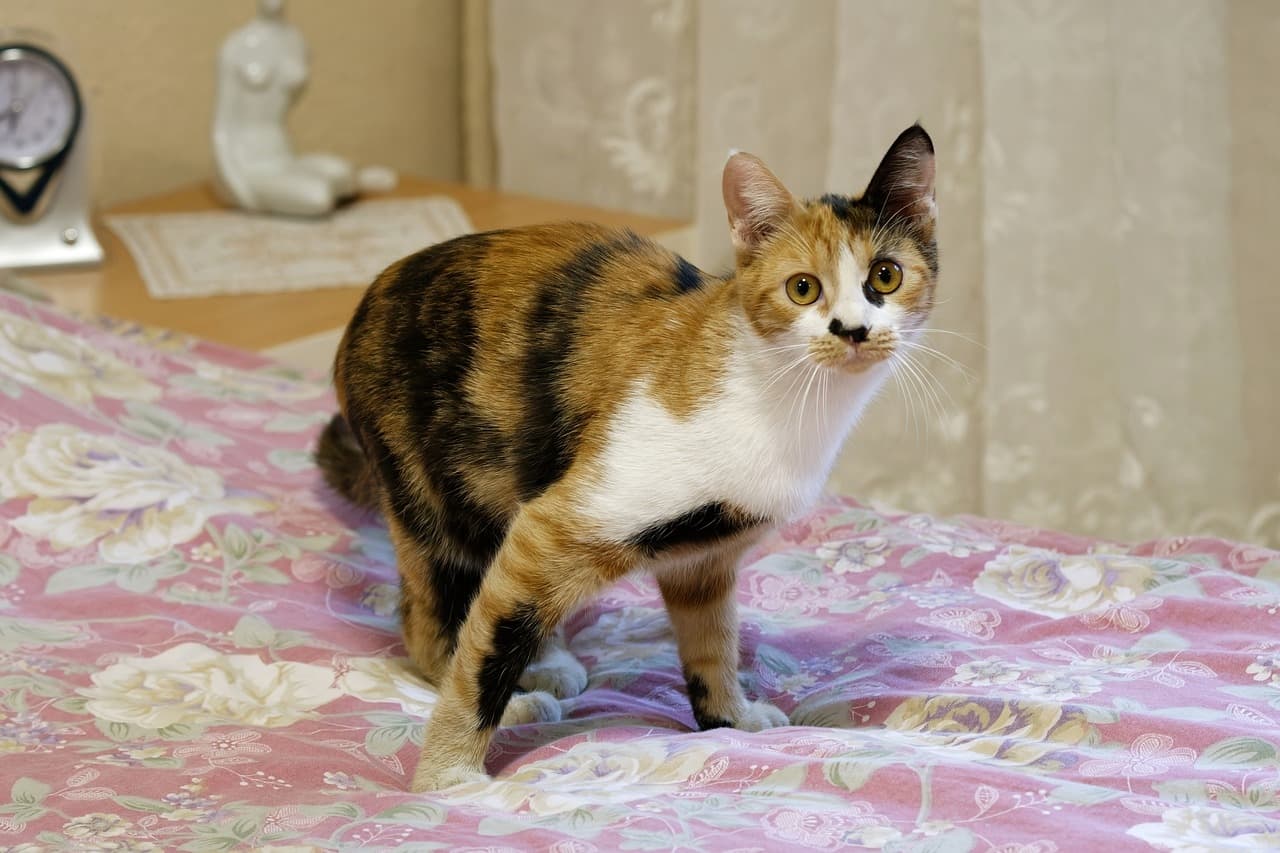 ¿Cómo evitar que mi gato orine en mi ropa?