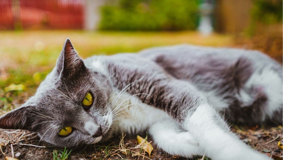 ¿Qué significa que mi gato esté afónico?