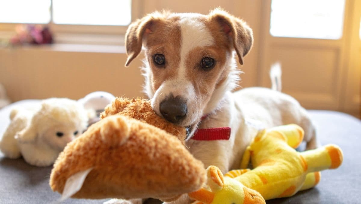 Los peores juguetes para perro, según expertos