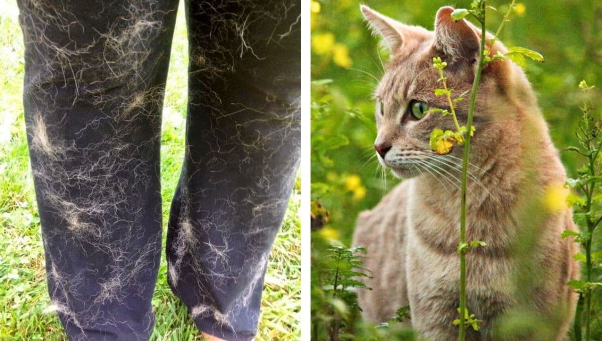 ¿Cómo sacar los pelos de gato de la ropa negra?