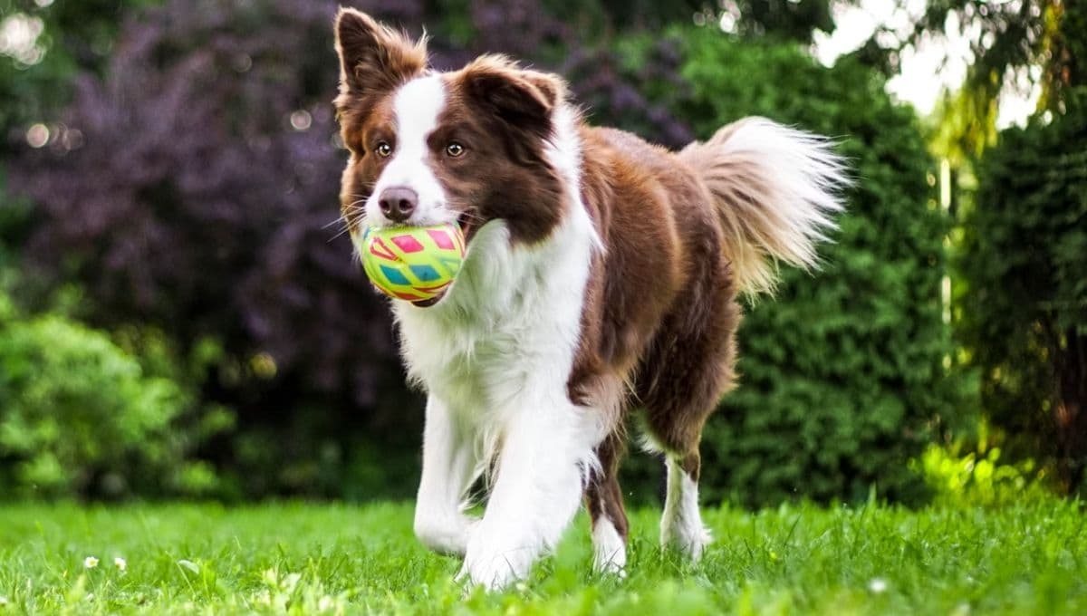 Las croquetas buenas, bonitas y baratas ideales para perro, según Profeco