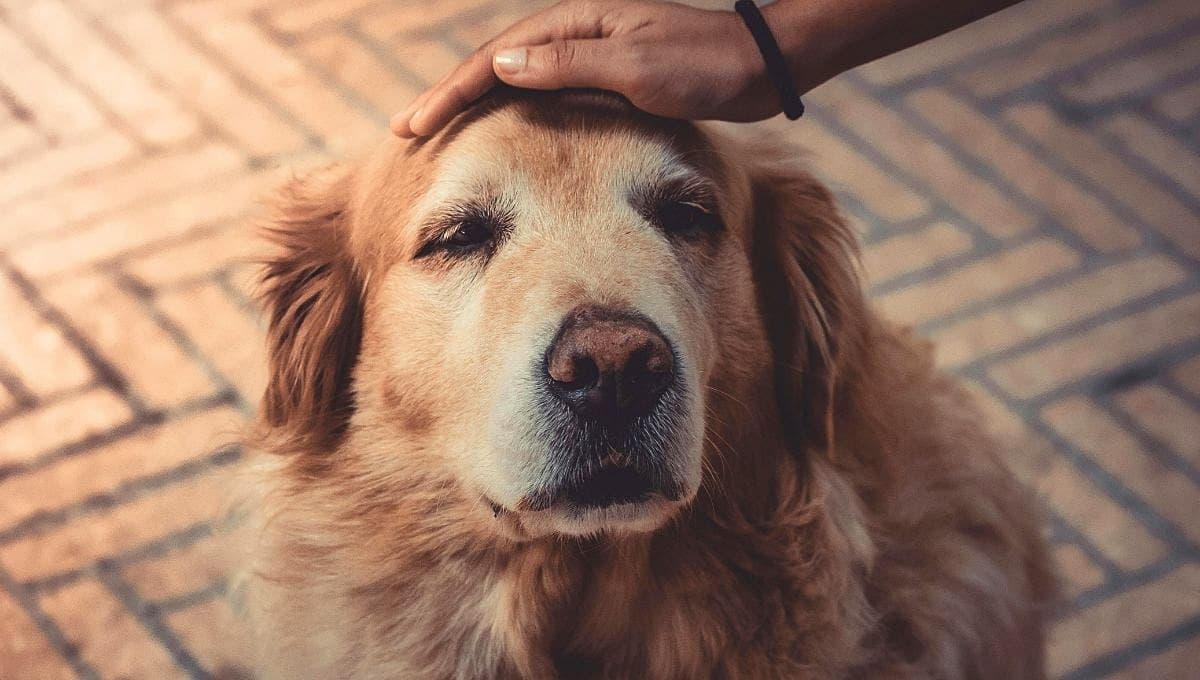 La manera de hacer feliz a un perro viejo