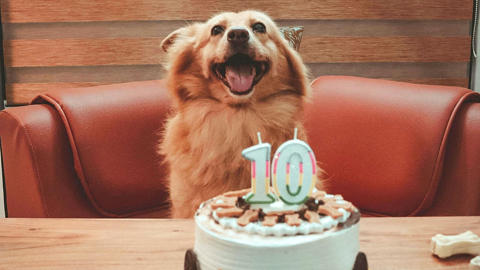 Festeja a tu lomito con este pastel para perro: ¿dónde comprarlo y cuánto cuesta?