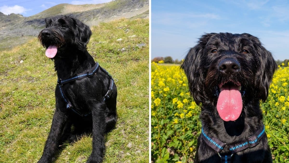 Perros Schnauzer gigantes: características y cuidados especiales