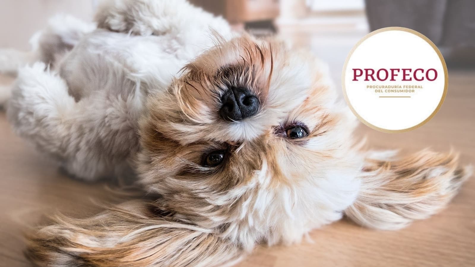 Los peores sobres para perros, según Profeco