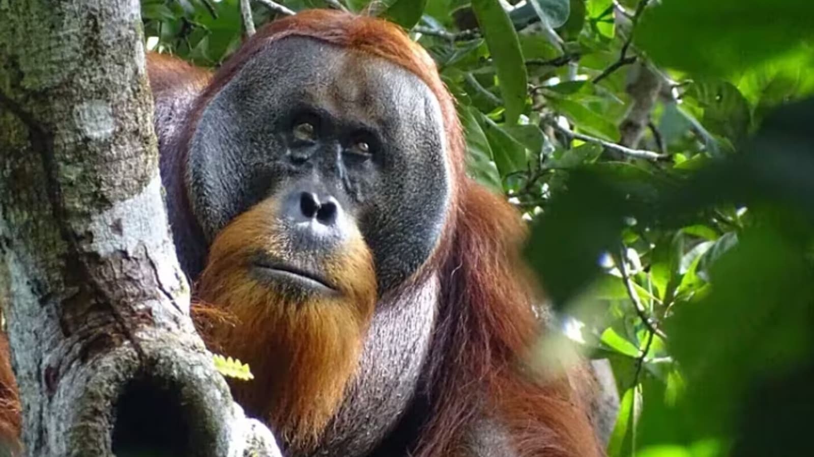 Orangután prepara un ungüento con una planta medicinal para curarse una herida