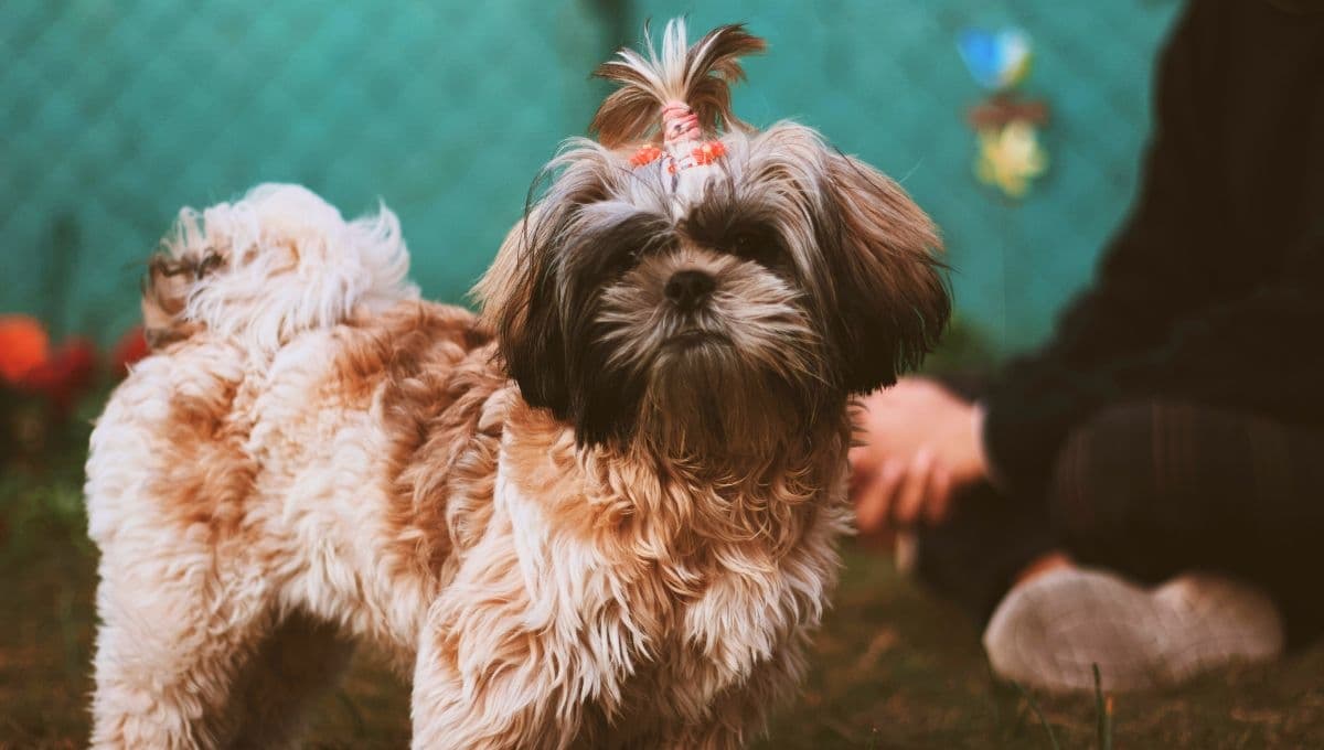 Top 10 de razas de perros pequeños y adorables