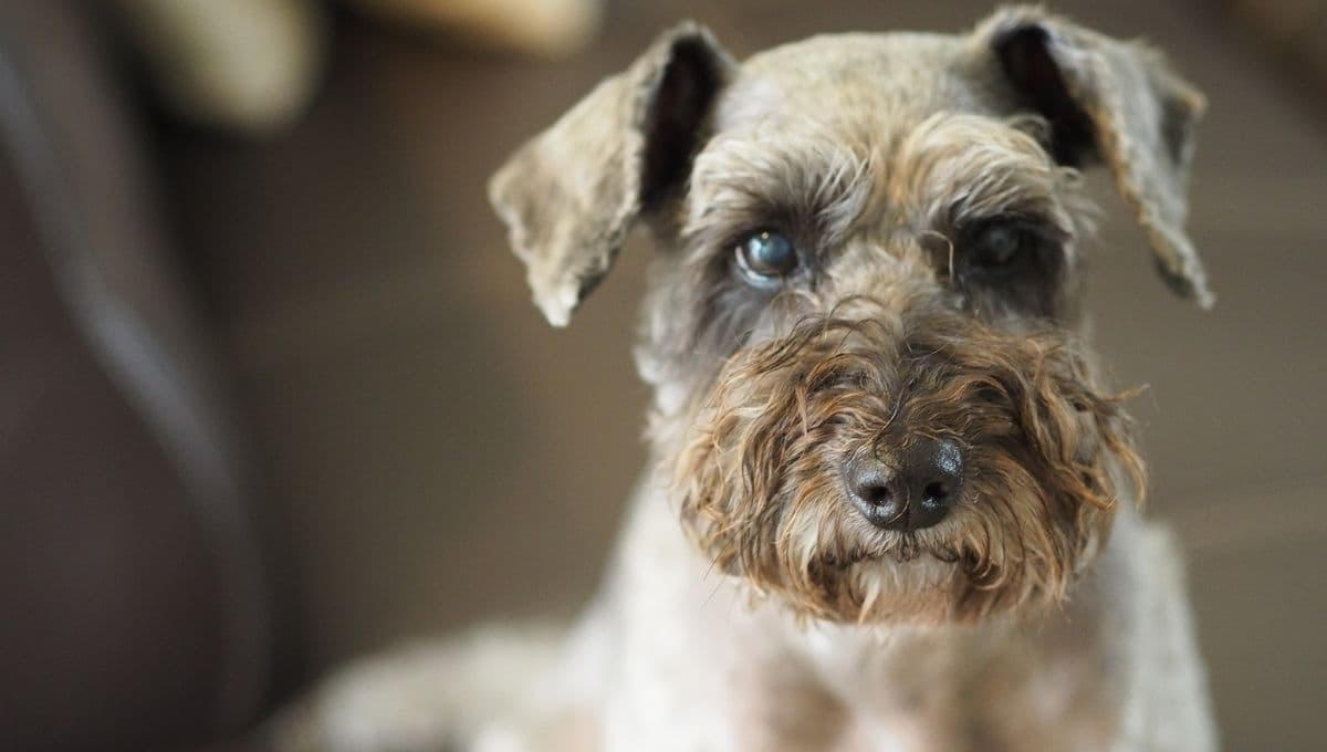 Perros Schnauzer rojos: características, cuidados especiales y tamaño