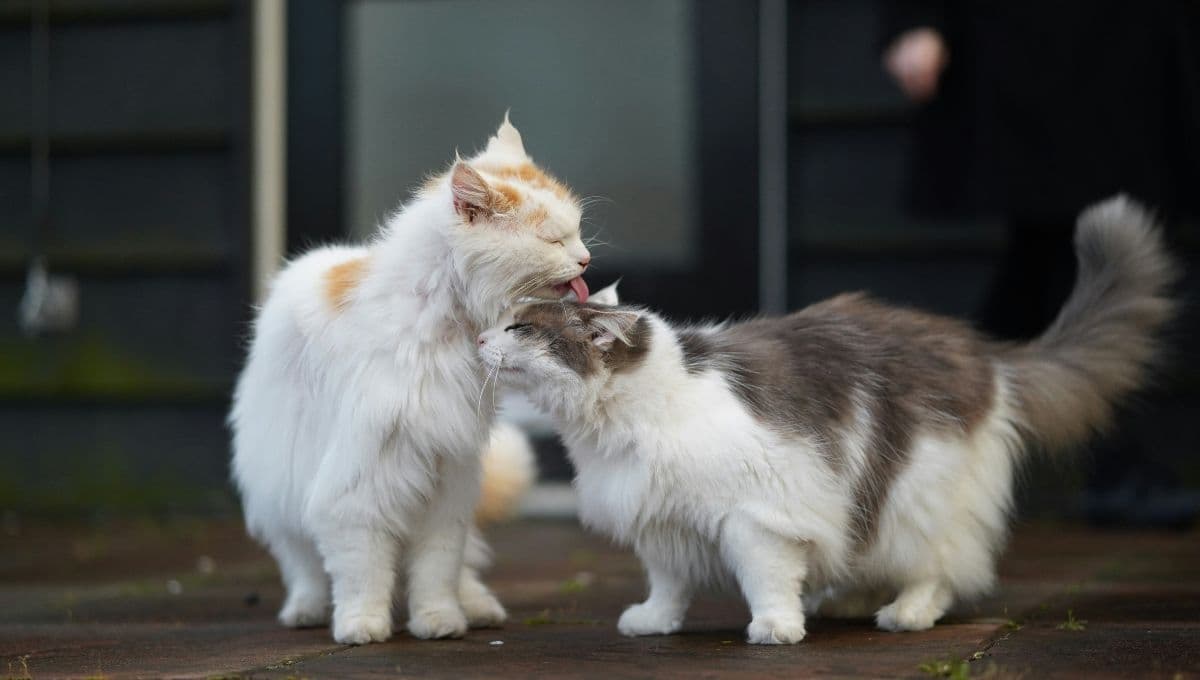 ¿Cómo presentar a dos gatos que van a vivir juntos?