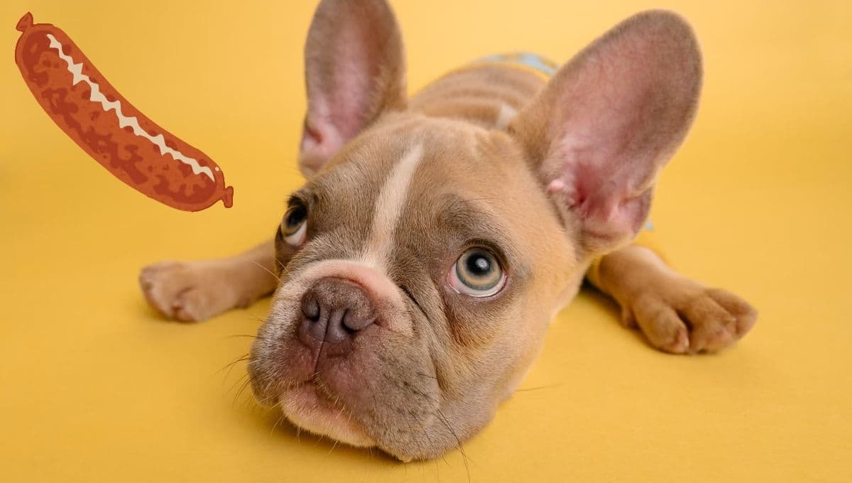 ¿Qué tan buenas son las salchichas para los perros?