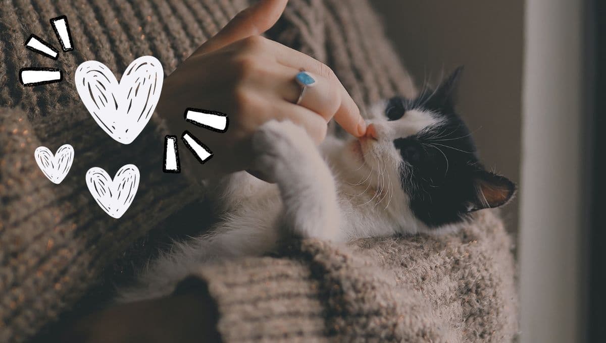 Con este test de sólo 5 preguntas podrás saber si tu gato te quiere