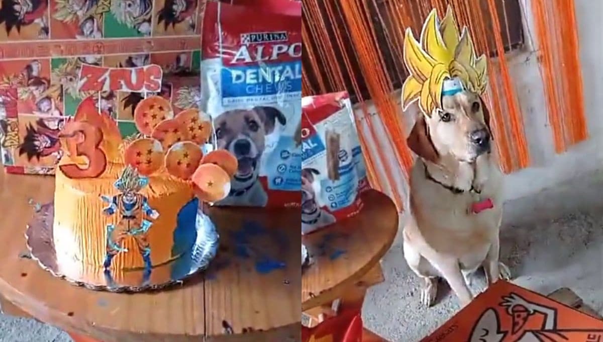 El perrito fan de Dragon Ball que tuvo su fiesta temática por su cumpleaños