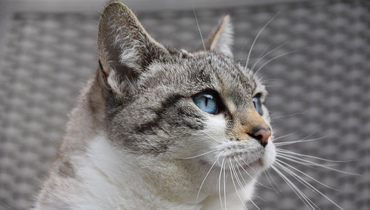 El tiempo que tarda un gato en acostumbrarse a su nuevo hogar