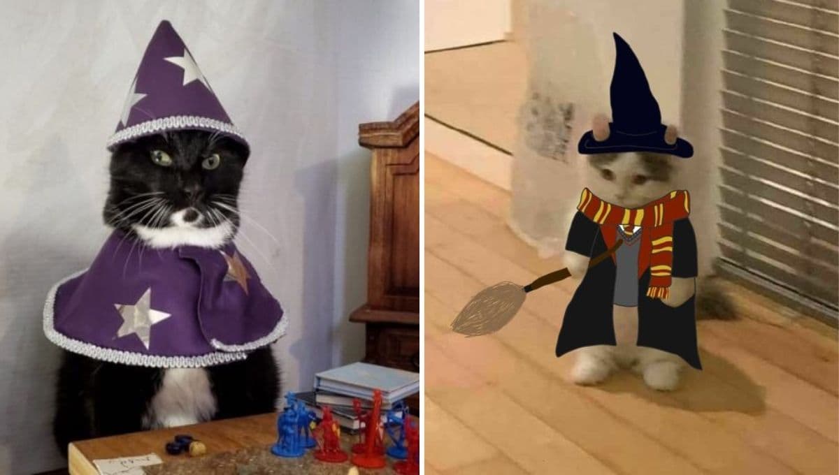 Curso de magia para gatos: ¿Dónde está la escuela y cómo "inscribir" a tu michi?