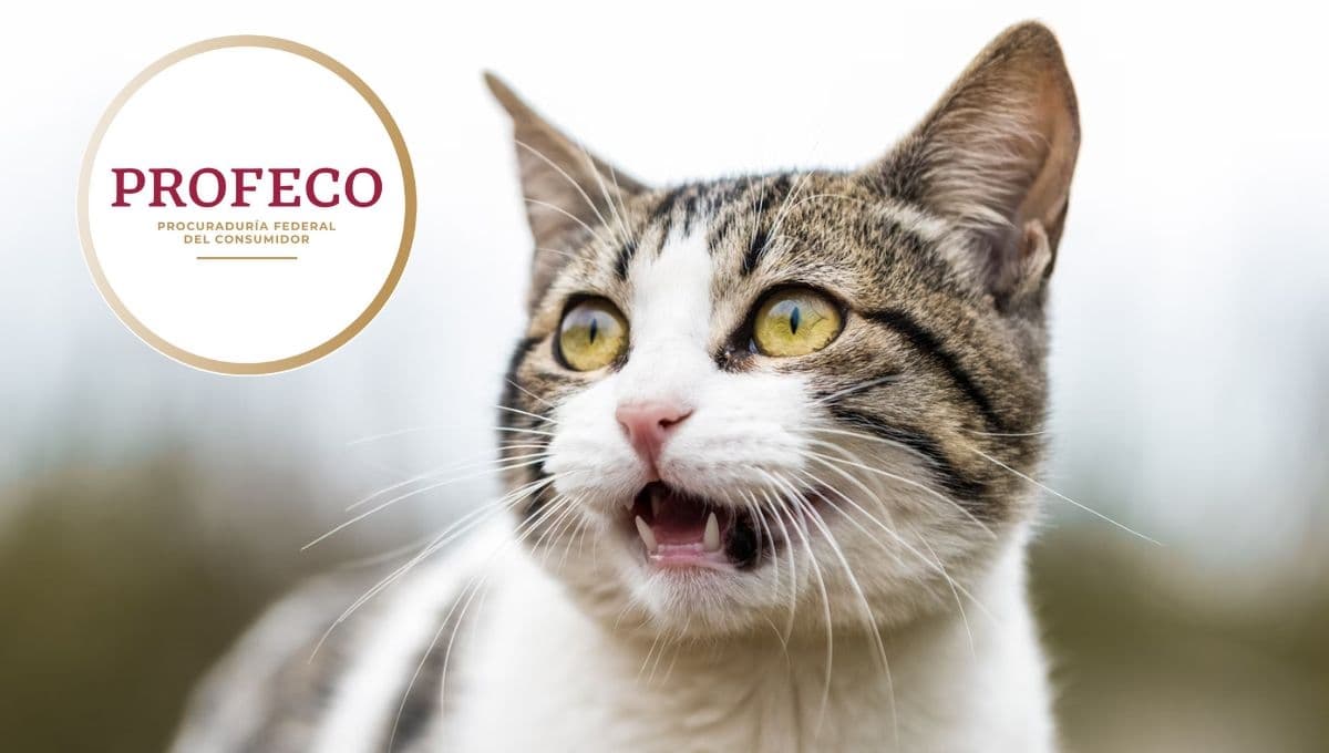 Las 3 peores croquetas para gato, según Profeco