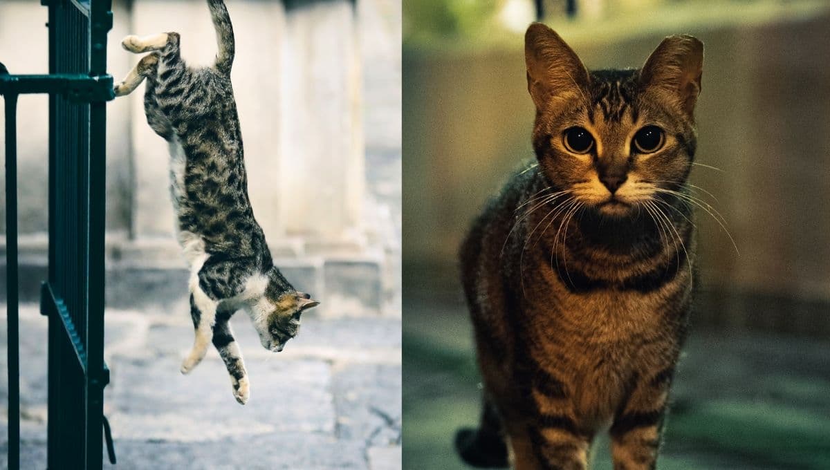 La razón por la que tu gato se va de casa y regresa en la noche