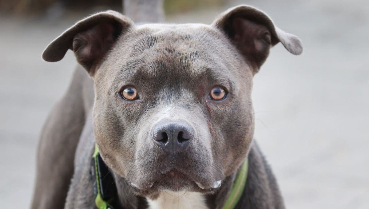 ¿Cómo saber si un perro pitbull es agresivo?