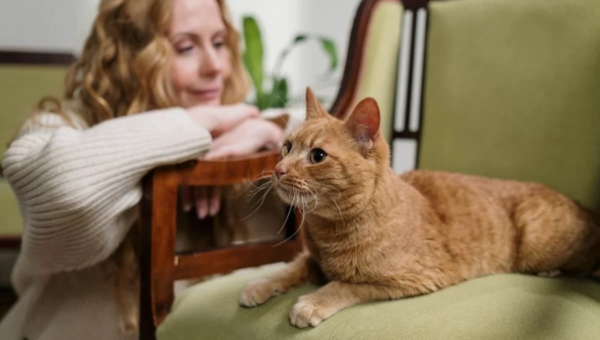 Descubre la razón por la que a tu gato no le gusta que lo toques