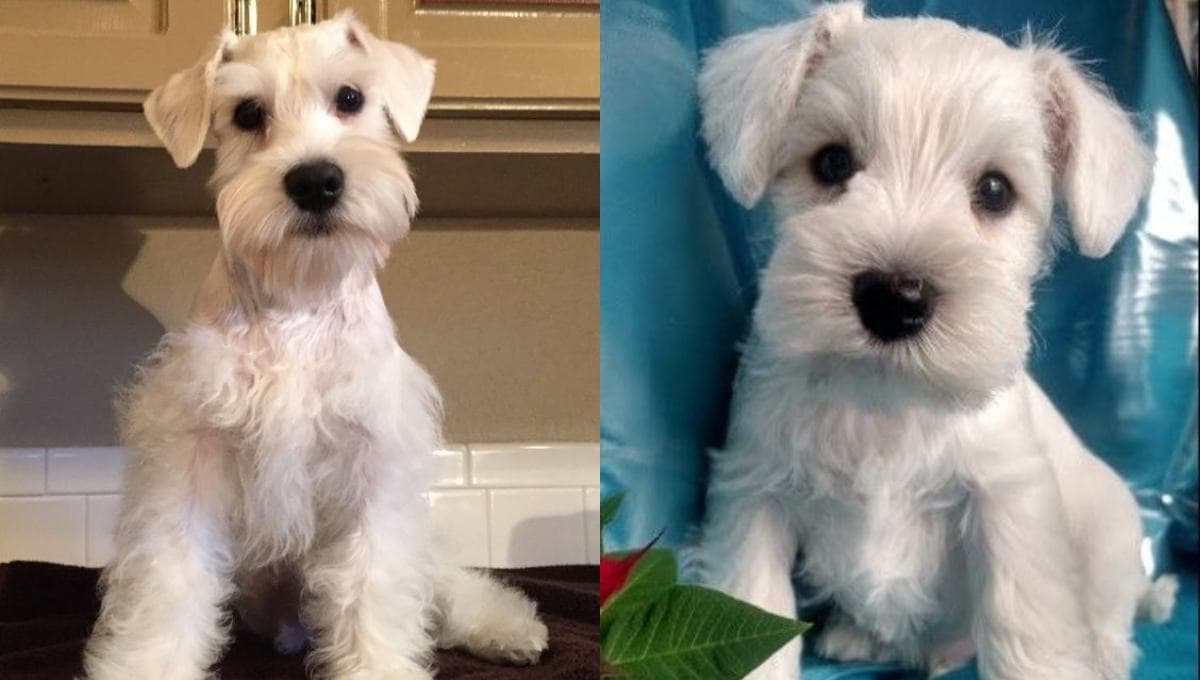 Perro Schnauzer blanco mini: ¿qué tan buenos son?