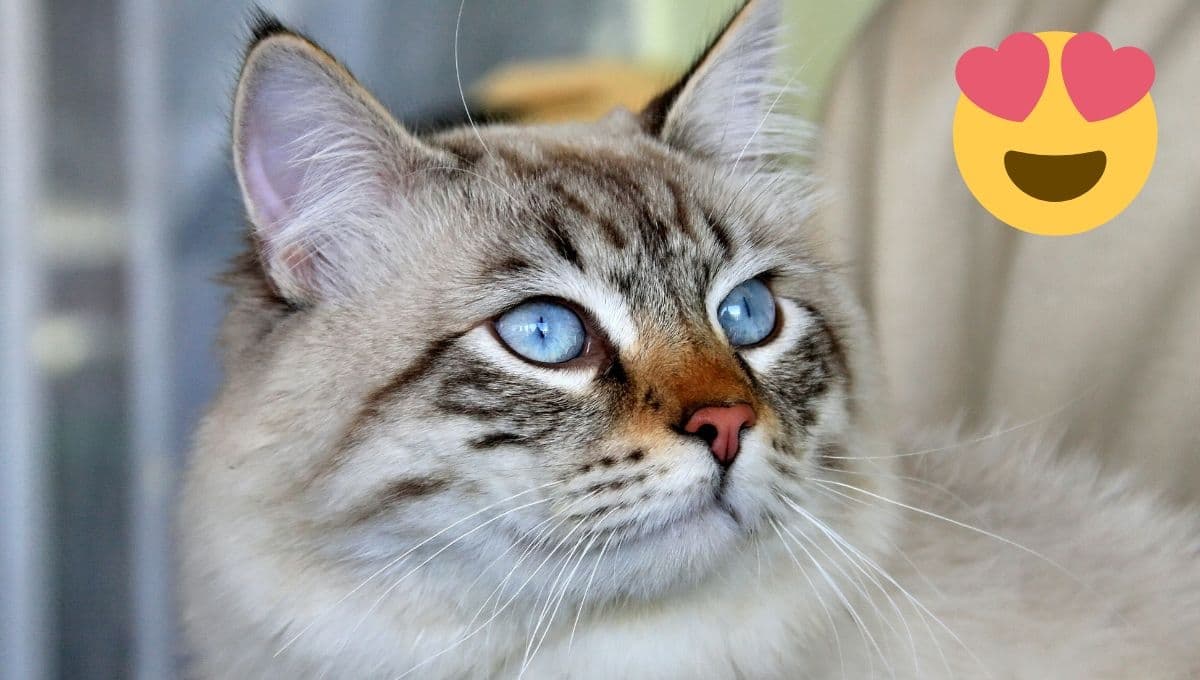 Las razas de gatos más lindas, según estudio