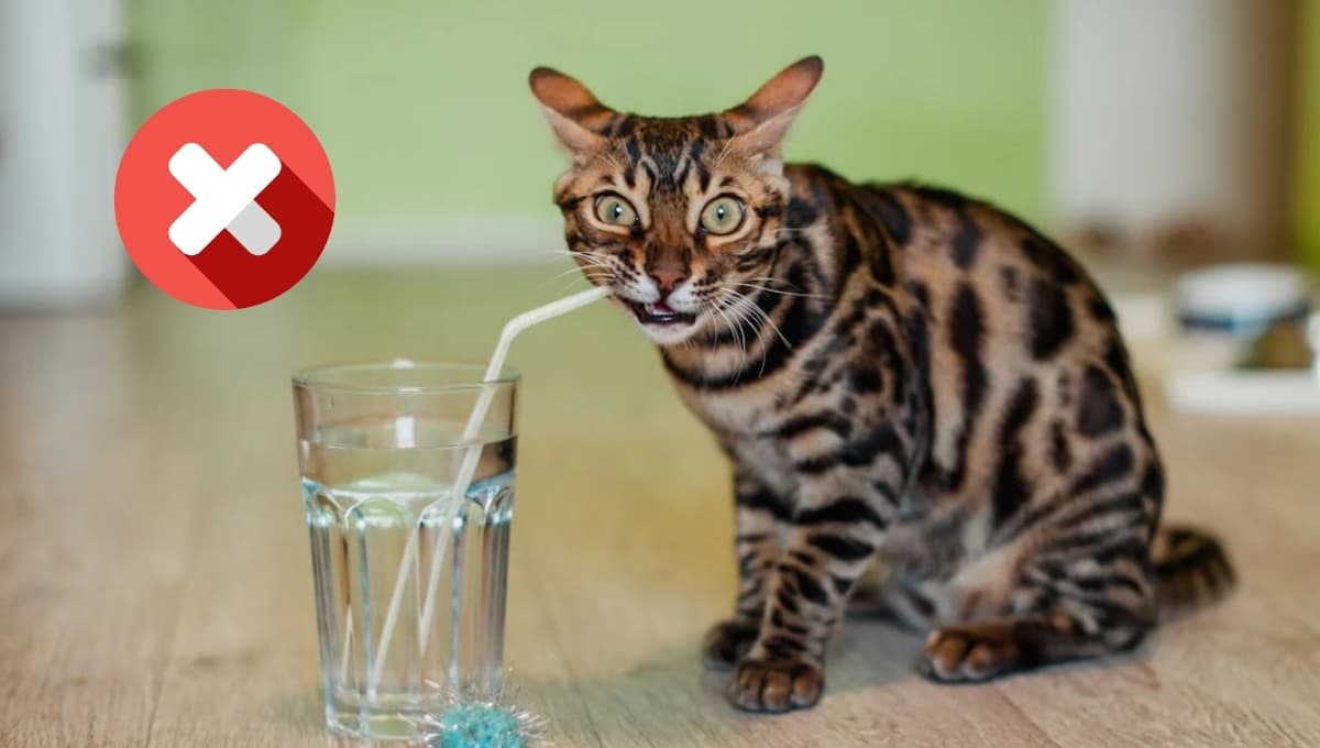Cómo darle agua a un gato que no quiere tomar