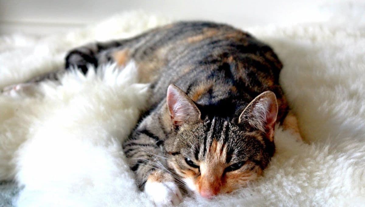 Hombre recrea foto con su gato 20 años después antes de ponerlo a dormir
