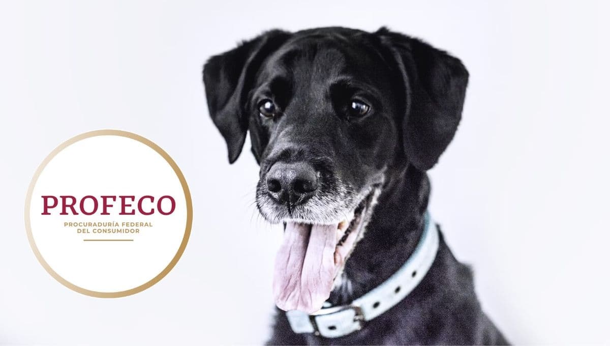 ¿Cuáles son las mejores croquetas para perro: Pedigree o Dog Chow?