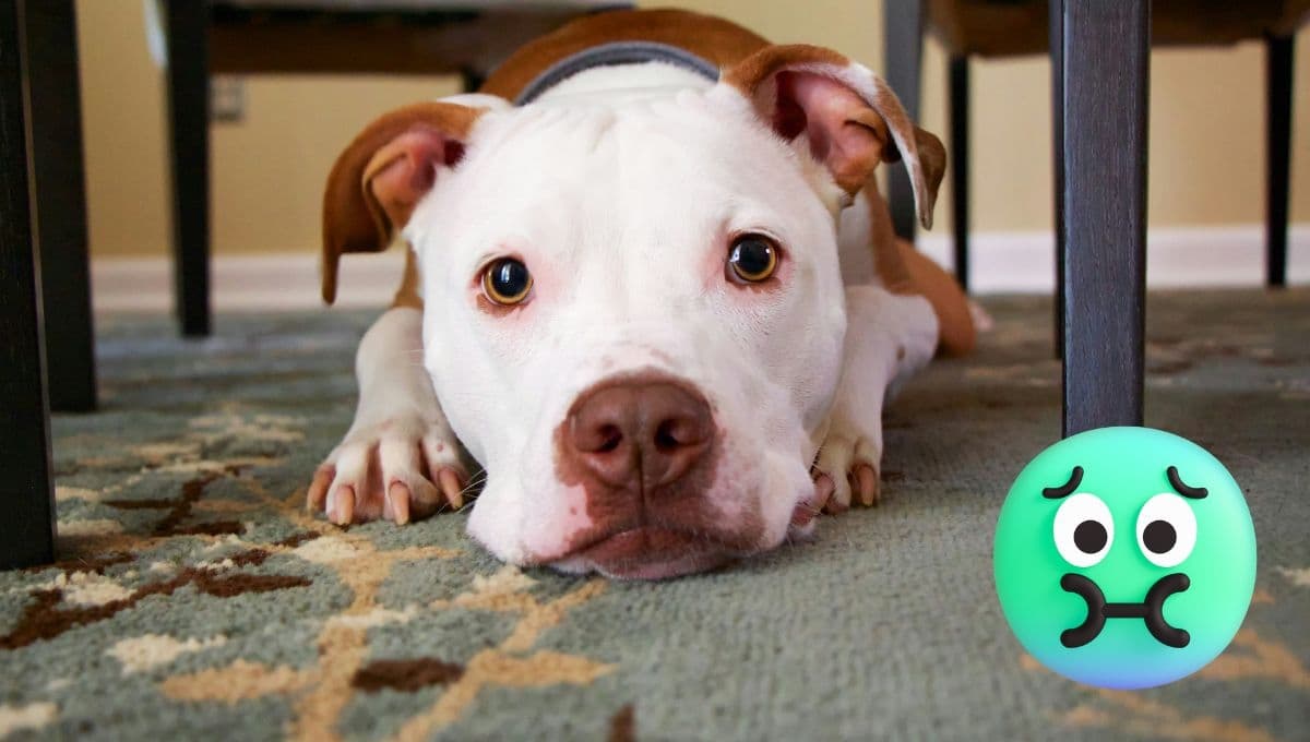 ¿Por qué mi perro se come su vómito?