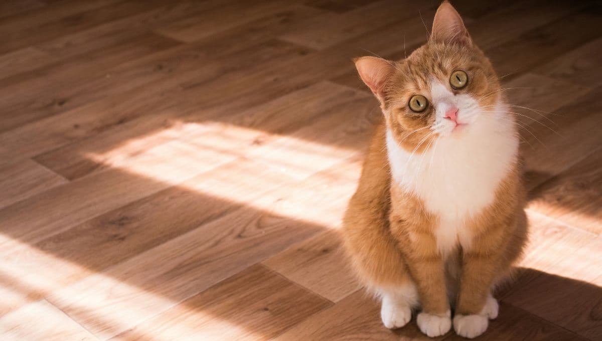 Aprende a limpiar la arena del gato: 3 pasos para que dure más, sin mal olor y no desperdiciarla