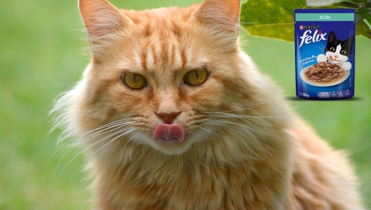 Bodega Aurrerá pone en oferta paquete de sobres Félix para gato