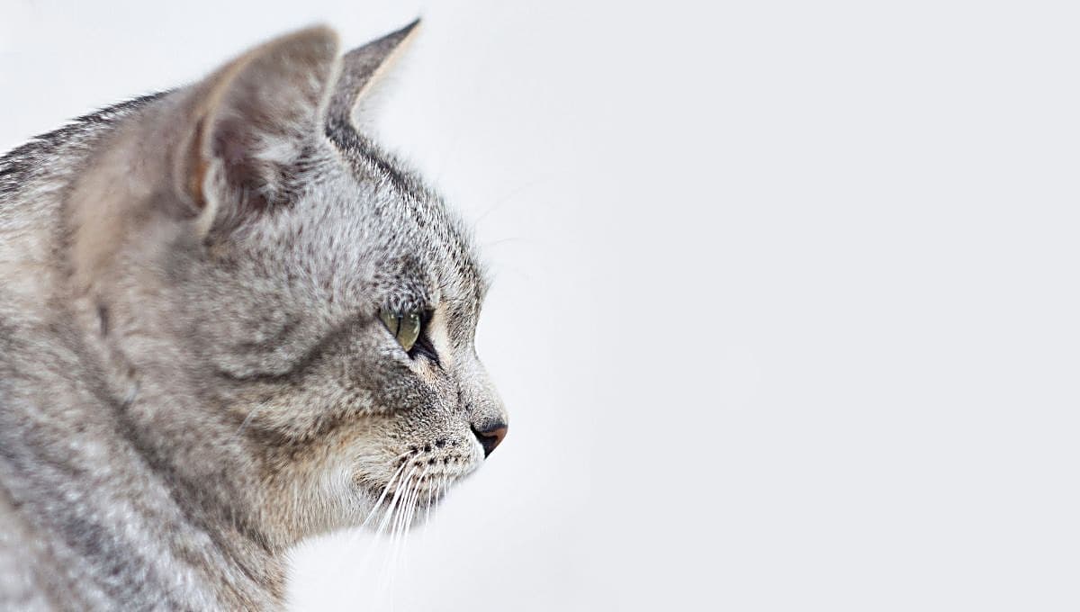 Mi gato vomita espuma blanca: ¿por qué pasa y cuándo saber si llevarlo al veterinario?