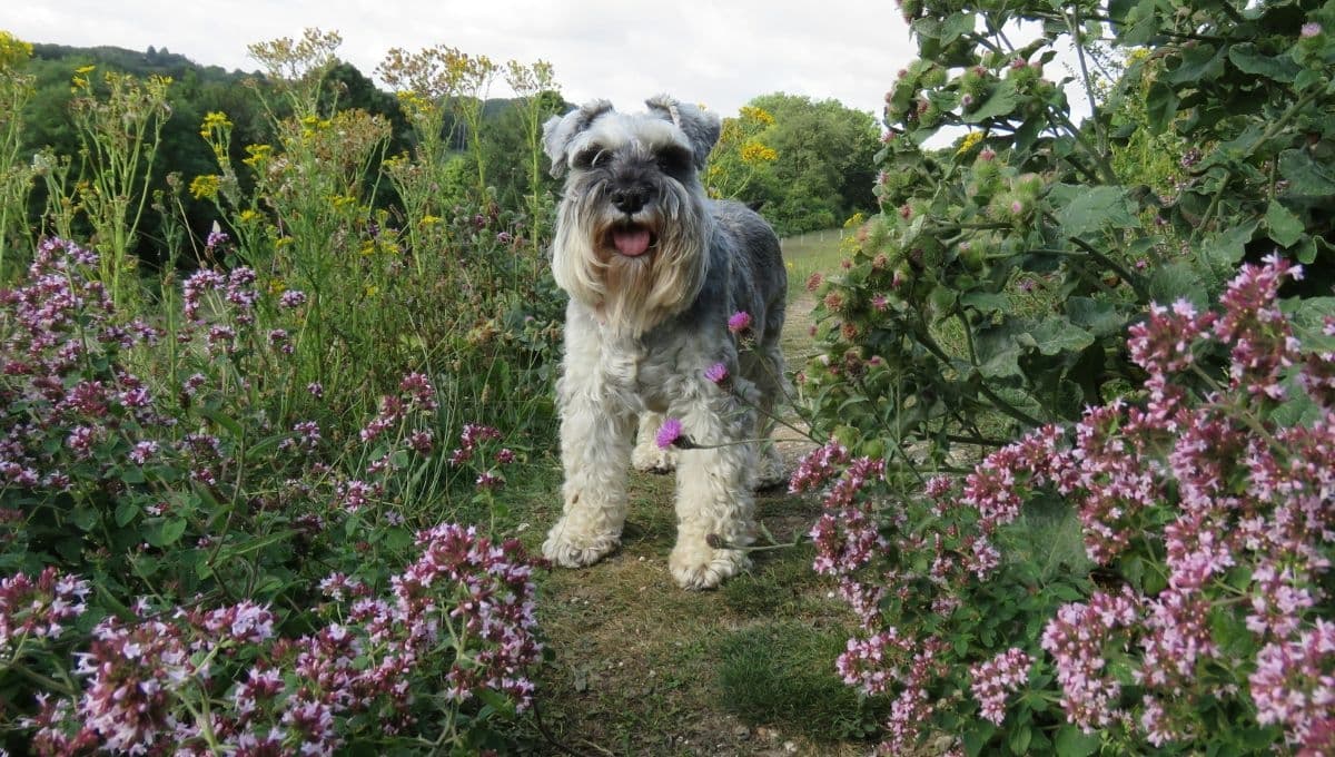 ¿Qué significa cuando un perro Schnauzer te muerde los pies?