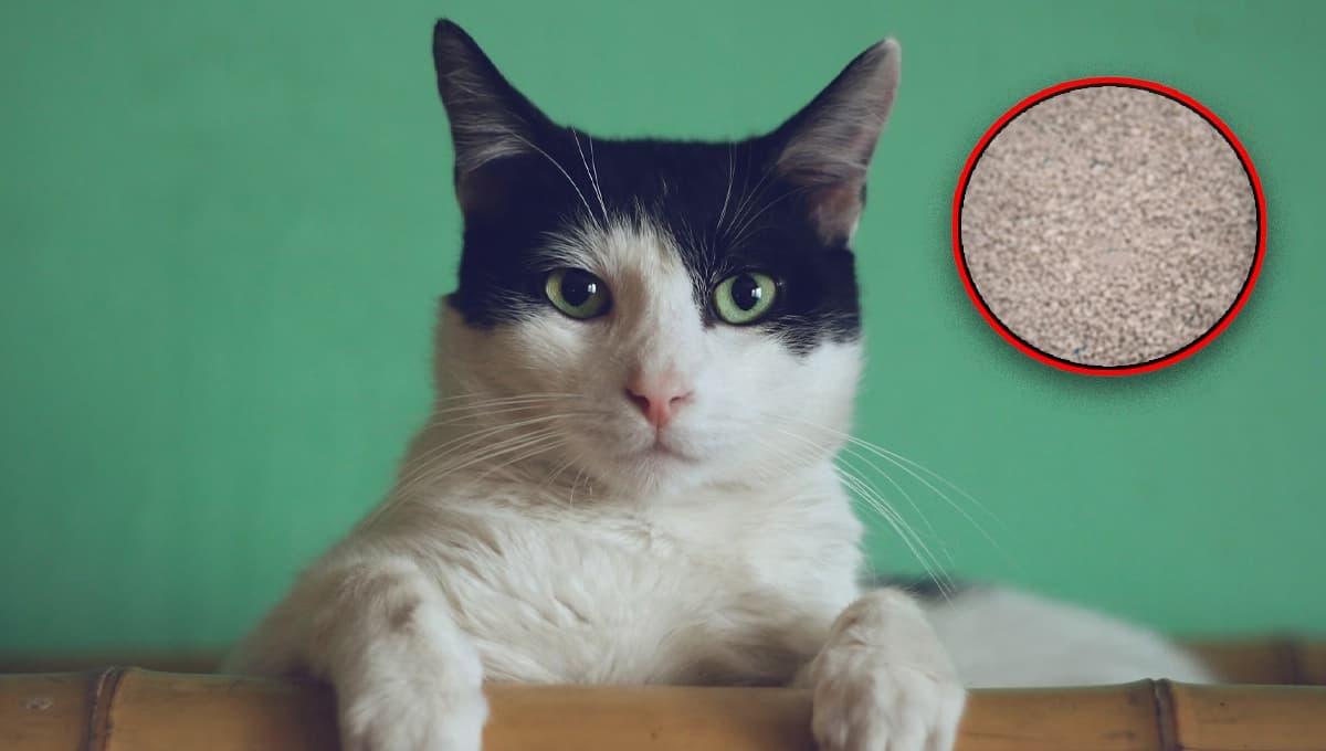 Arena absorbente y aglomerante para gatos: cuál es mejor