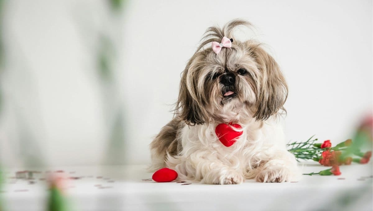 Hermoso y brillante: 3 consejos para cuidar el pelo de tu perro Shih Tzu
