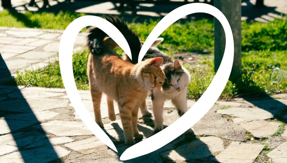 5 MEMES de michis enamorados para dedicar en WhatsApp