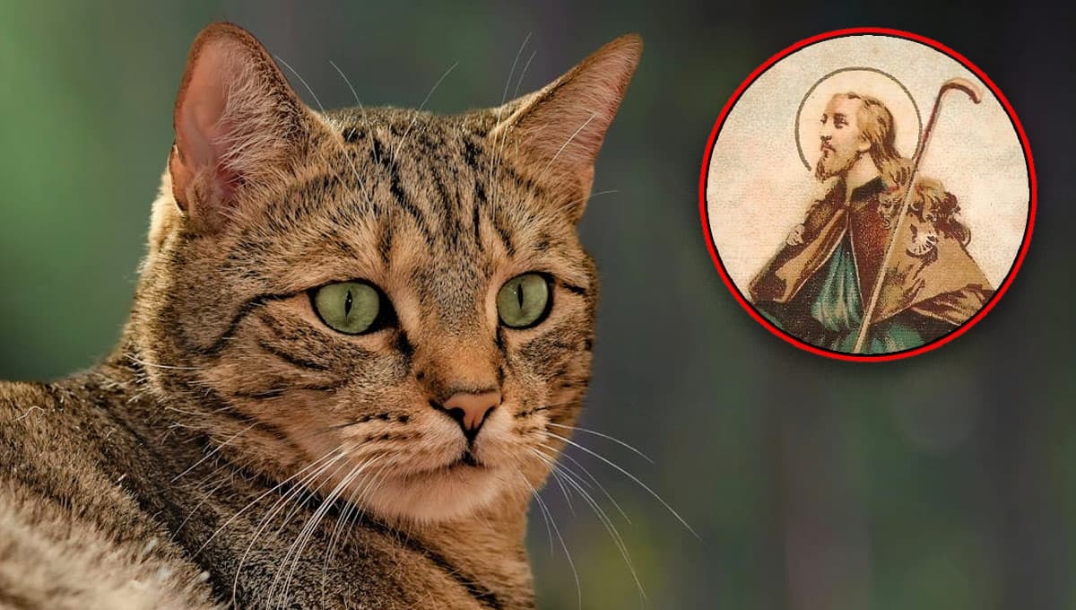 Santo de los gatos perdidos: Oración a San Roque para que mi mascota vuelva a casa